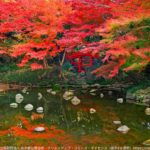Disfruta los colores del otoño de Tokio (08 días) *Solo en nov. y dic.